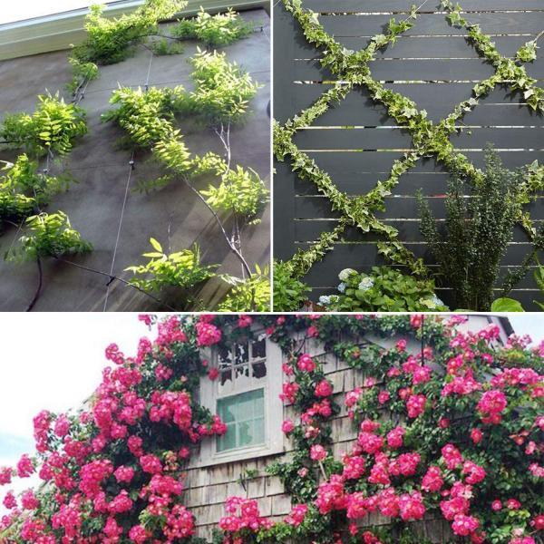 دیوار سبز (Green wall) کابلی چیست؟